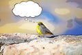 Bright-rumped yellow finch Sicalis uropigyalis cartoon Royalty Free Stock Photo