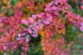 Bright saturated colors of autumn leaves. Flowers and fruits on an autumn tree