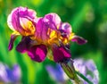 Bright saturated floral background with blur and bokeh . Close-up blooming colorful garden yellow blue purple and lilac iris. Royalty Free Stock Photo