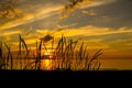 Bright and saturated sea sunset through the black silhouettes of grass ears