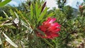 Bright scarlet blooming protea. A flower with pointed petals