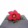 A bright scarlet flower and green hibiscus leaves lie on a black stone slab.