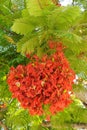 Bright scarlet flowers