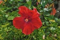 Bright scarlet hibiscus, close-up. The flower is open