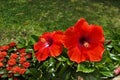 Bright scarlet hibiscus flowers and small red inflorescences nearby. Royalty Free Stock Photo