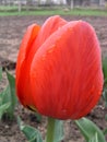 Bright scarlet isolated tulip with rainwater drops