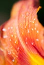 Bright scarlet petal lily flower closeup Royalty Free Stock Photo