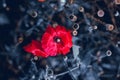 Bright scarlet poppy on a blue blurred background Royalty Free Stock Photo