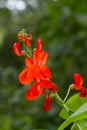 Red flower of runner bean Royalty Free Stock Photo