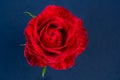 bright scarlet rose on black background, space for text, copy space