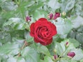 Bright scarlet   rose with buds  in green  garden Royalty Free Stock Photo