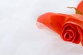 Bright scarlet rose on a white background