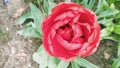 A bright scarlet Tulip is about to bloom 10