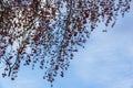 Bright scenic branches of crab apple tree with red apples on background of sky, fall. Natural autumn colors, malus