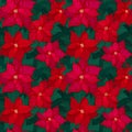 Bright seamless Christmas pattern with red poinsettia and green leaves. Festive background for textile print wrapping Royalty Free Stock Photo