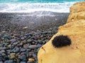 Bright seascape and dead sea urchin