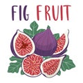 Bright set of colorful half, slice and whole of juicy fig fruit.