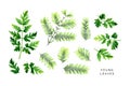 Bright set of young leaves. Green branches of dawn redwood and leaves of wild-growing plant.