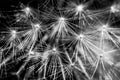 Bright shining dandelion seeds in black and white