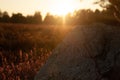 Bright shining golden sunset over a rural field Royalty Free Stock Photo