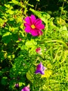 Bright shining pink flowers