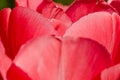 Bright shining and tender pink leafs of a blooming tulip Royalty Free Stock Photo