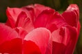 Bright shining and tender pink leafs of a blooming tulip Royalty Free Stock Photo