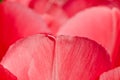 Bright shining and tender pink leafs of a blooming tulip Royalty Free Stock Photo