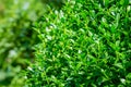 Bright shiny green foliage of boxwood Buxus sempervirens as the perfect backdrop for any natural theme