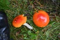 Bright shiny mushrooms with boot comparison Royalty Free Stock Photo