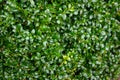 The bright shiny wet green foliage of boxwood Buxus sempervirens as the perfect backdrop for any natural theme Royalty Free Stock Photo