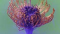 Bright shooting in macro photography.Stock footage. Transparent water in which the flower is entangled and opens there.