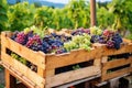 bright shot of harvested organic grapes in crates