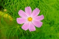 Bright shot of a pink Cosmos Bipinnatus growing in a greenfield Royalty Free Stock Photo