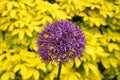 Bright and showy Allium Giganteum flower. Vivid giant ball of blooming Allium flowers. Common name Flowering Onion. Royalty Free Stock Photo