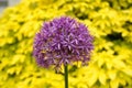 Bright and showy Allium Giganteum flower close up. Vivid giant ball of blooming Allium flowers. Royalty Free Stock Photo