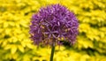 Bright and showy Allium Giganteum flower close up. Vivid giant ball of blooming Allium flowers. Royalty Free Stock Photo