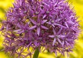 Bright and showy Allium Giganteum flower close up. Vivid giant ball of blooming Allium flowers. Royalty Free Stock Photo