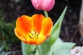 Colour bicolor red-yellow open tulip flower spring Royalty Free Stock Photo