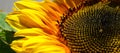 Bright and showy big yellow sunflower head..