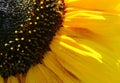 Bright and showy big yellow sunflower head.. Royalty Free Stock Photo