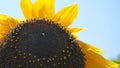 Bright and showy big yellow sunflower head close up. Royalty Free Stock Photo