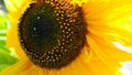 Bright and showy big yellow sunflower head close up. Royalty Free Stock Photo