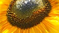 Bright and showy big yellow sunflower head close up. Royalty Free Stock Photo