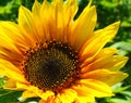 Bright and showy big yellow sunflower head close up. Royalty Free Stock Photo