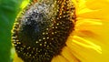 Bright and showy big yellow sunflower head close up. Royalty Free Stock Photo