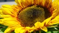 Bright and showy big yellow sunflower head close up. Royalty Free Stock Photo