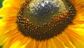 Bright and showy big yellow sunflower head close up. Royalty Free Stock Photo