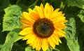 Bright and showy big yellow sunflower head close up. Royalty Free Stock Photo