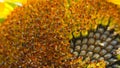 Bright and showy big yellow sunflower head close up. Royalty Free Stock Photo